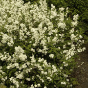 Deutzia - Deutzia x lemoinei (Storlek: busk C2)