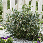 Sarcococca - Sarcococca hookeriana Purple Gem ® (Storlek: 20-25 C2)