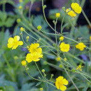 Ranunculus acris, Smörblomma (Krukstorlek: 1L)