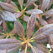 Forrestiirododendron - Rhododendron forrestii hybr. Elizabeth Red Foliage (Storlek: 30-40 C5)