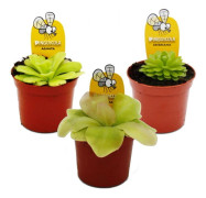 Trio av suckulenter - 3 olika Pinguicula-växter i ett set - köttätande växt - 9 cm kruka