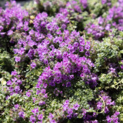 Timjanplantor