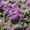 Cramers Blommor