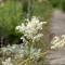 Cramers Blommor