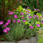 Bergnejlika - Dianthus gratianopolitanus Feuerhexe (Firewitch) (Krukstorlek: 0,5-1L)