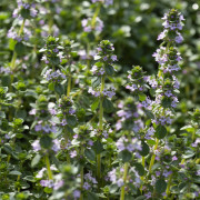 Citrontimjan - Thymus x citriodorus Lemon Curd (Krukstorlek: 0,5-1L)