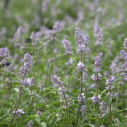 Kantnepeta / Kattmynta - Nepeta faassenii Gletschereis (Krukstorlek: 0,5-1L)