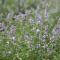 Cramers Blommor