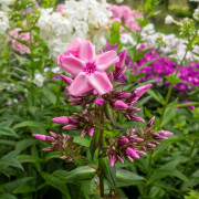 Höstflox - Phlox paniculata Sweet Summer ™ Fragrance (Krukstorlek: 0,5-1L)