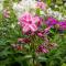Cramers Blommor