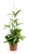 Dracaena Surculosa Krukväxt Ø17 cm, Höjd ca 55 cm