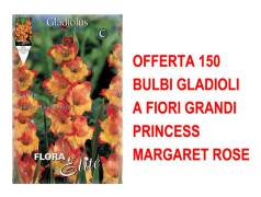 VÅRBULBAR ERBJUDANDE 150 BULB GLADIOLI MED STORA BLOMMOR PRINCESS MARGARET