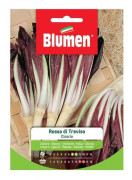 HALV RÖD TREVISO-CIKORIA BLUMEN