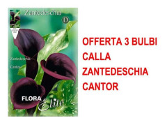 VÅR BULB ERBJUDANDE 3 BULBER CALLA ZANTEDESCHIA CANTOR BULB BULBER