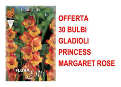 ERBJUDANDE 30 ST BULBGLADIOLER MED STORA BLOMMOR PRINCESS MARGARET ROSE BULB