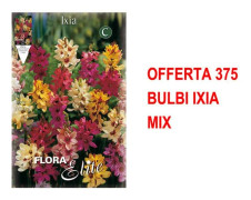 VÅRBULBAR ERBJUDANDE 375 BULB IXIA MIX BULBER