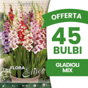 VÅRBULBAR ERBJUDANDE 45 BULB GLADIOLI MIX (FÖRPACKNING MED 15 BULB) BULB BULBST BULB