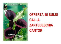 VÅRBULBAR TILBUD 15 BULB CALLA ZANTEDESCHIA CANTOR BULTAR