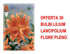 VÅRBLOMMOR ERBJUDA 30 BLOMMOR LILIUM LANCIFOLIUM FLORE PLENO BULLAR