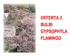 VÅRBULBAR ERBJUDANDE 3 BULBER GYPSOPHYLA FLAMINGO BULBER