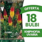 VÅRBULBAR ERBJUDANDE 18 BULBER KNIPHOFIA UVARIA