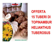 ERBJUDANDE 15 RÖR AV TOPINAMBUR HELIANTHUS TUBEROSUS