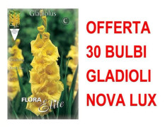 ERBJUDANDE 30 STORA BLOMMIGA GLADIOLI NOVA LUX GLÖDLAMPOR