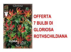ERBJUDANDE 7 VÅRBLOMMOR AV GLORIOSA ROTHSCHILDIANA BOLB BOLBES BULB