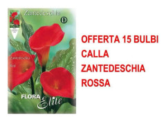 VÅRBULBAR TILBUD 15 BULBAR CALLA ZANTEDESCHIA RÖD BULB BULBER