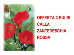 BULBI PRIMAVERILI ERBJUDANDE 3 BULBI CALLA ZANTEDESCHIA ROSSA BULB BULBS