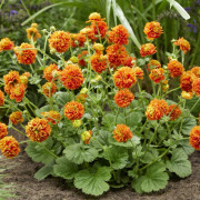 Trädgårdsnejlikrot - Geum hybr. Orange Pumpkin ® (Krukstorlek: 0,5-1L)