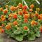 Cramers Blommor