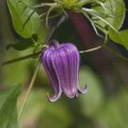Urnklematis - Clematis viorna