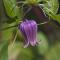 Urnklematis - Clematis viorna