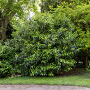 Lagerhägg - Prunus laurocerasus Caucasica (Storlek: 80-100 C5)