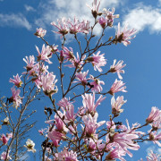 Hybridmagnolia - Magnolia loebneri Leonard Messel (Storlek: 100 stam C10)