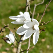 Hybridmagnolia - Magnolia x loebneri Snowdrift (Storlek: 60-80 co)