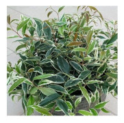 1 PLANT LEUCOTHOE WHITEWATER EVERGREEN KÄRLBÄDD