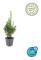 Bux - Växt för häck - Buxus sempervirens - Kruka 9cm - Set för 12 växter