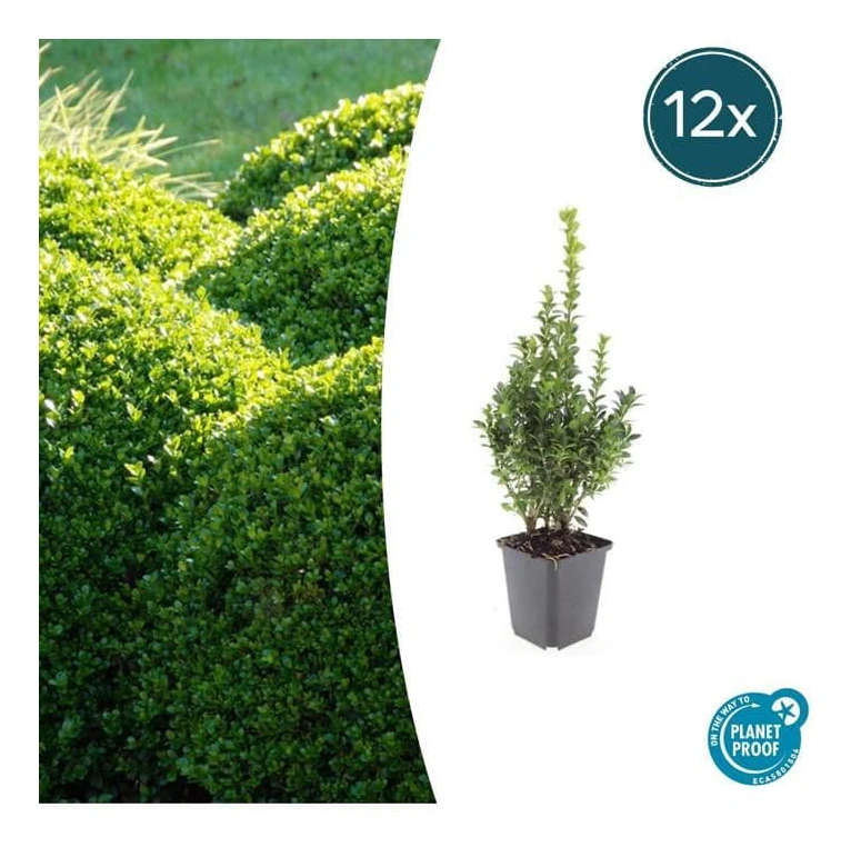 Bux - Växt för häck - Buxus sempervirens - Kruka 9cm - Set för 12 växter