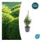 Bux - Växt för häck - Buxus sempervirens - Kruka 9cm - Set för 12 växter