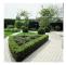 Bux - Växt för häck - Buxus sempervirens - Kruka 9cm - Set för 12 växter