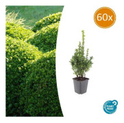 Bux - Växt för häck - Buxus sempervirens - kruka 9cm - Set för 60 växter
