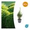 Bux - Växt för häck - Buxus sempervirens - kruka 9cm - Set för 60 växter