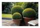Bux - Växt för häck - Buxus sempervirens - kruka 9cm - Set för 60 växter