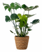 Hålväxt - Monstera deliciosa - inklusive korg - Höjd 50-60cm - ⌀17cm