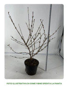 1 VIBURNUM PLICATUM VÄXTA I 19CM KRUKA, UTOMHUSVÄXTER, DECIDUOUS