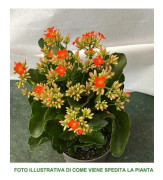 1 KALANCHOE VÄXT I ASSORTERADE FÄRGER I 12CM INOMHUSVASE