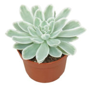 Echeveria "Lemon Lime" - sällsynthet - Lättskött suckulent - kruka 10,5cm
