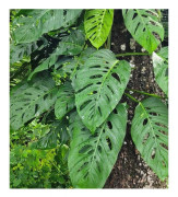 1 MONSTERA ADANSONII I EN 20CM KRUKA, INOMHUSVÄXTER